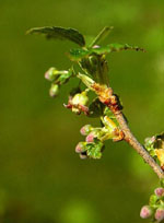 MSA RIBES NIGRUM 50 ML - UniversoFarmacie.it